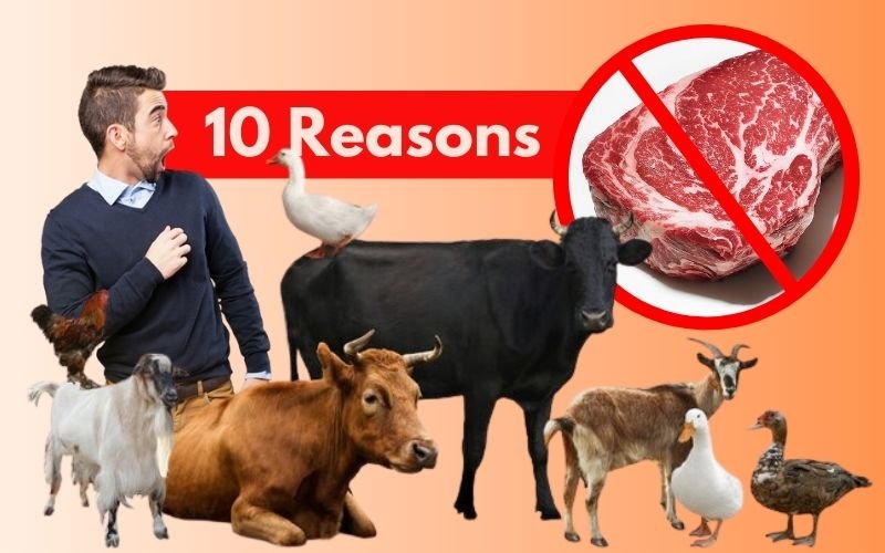 10 Reasons Not to Eat Meat, Shocked Me